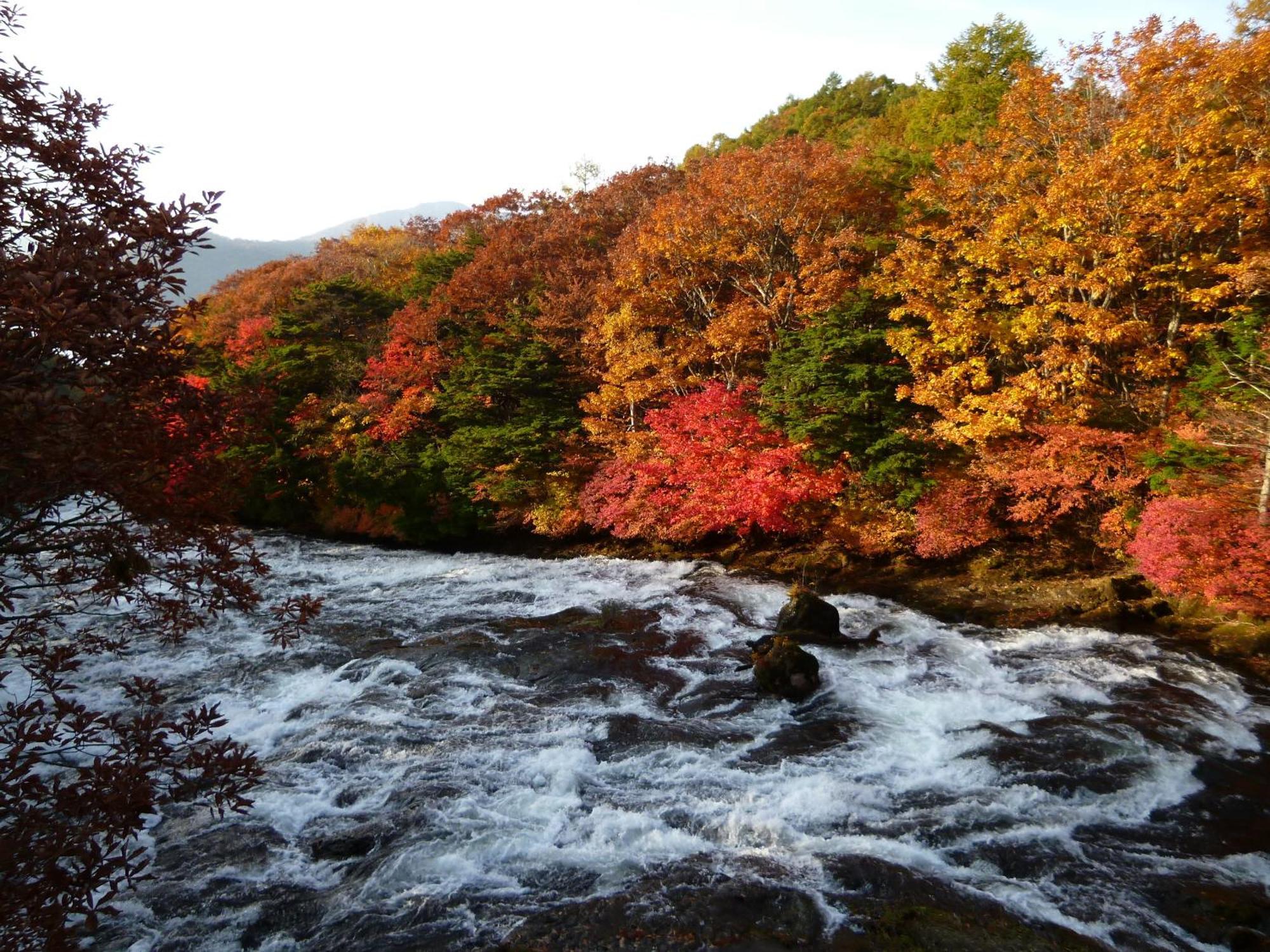 Little Forest Inn Nikko Bagian luar foto
